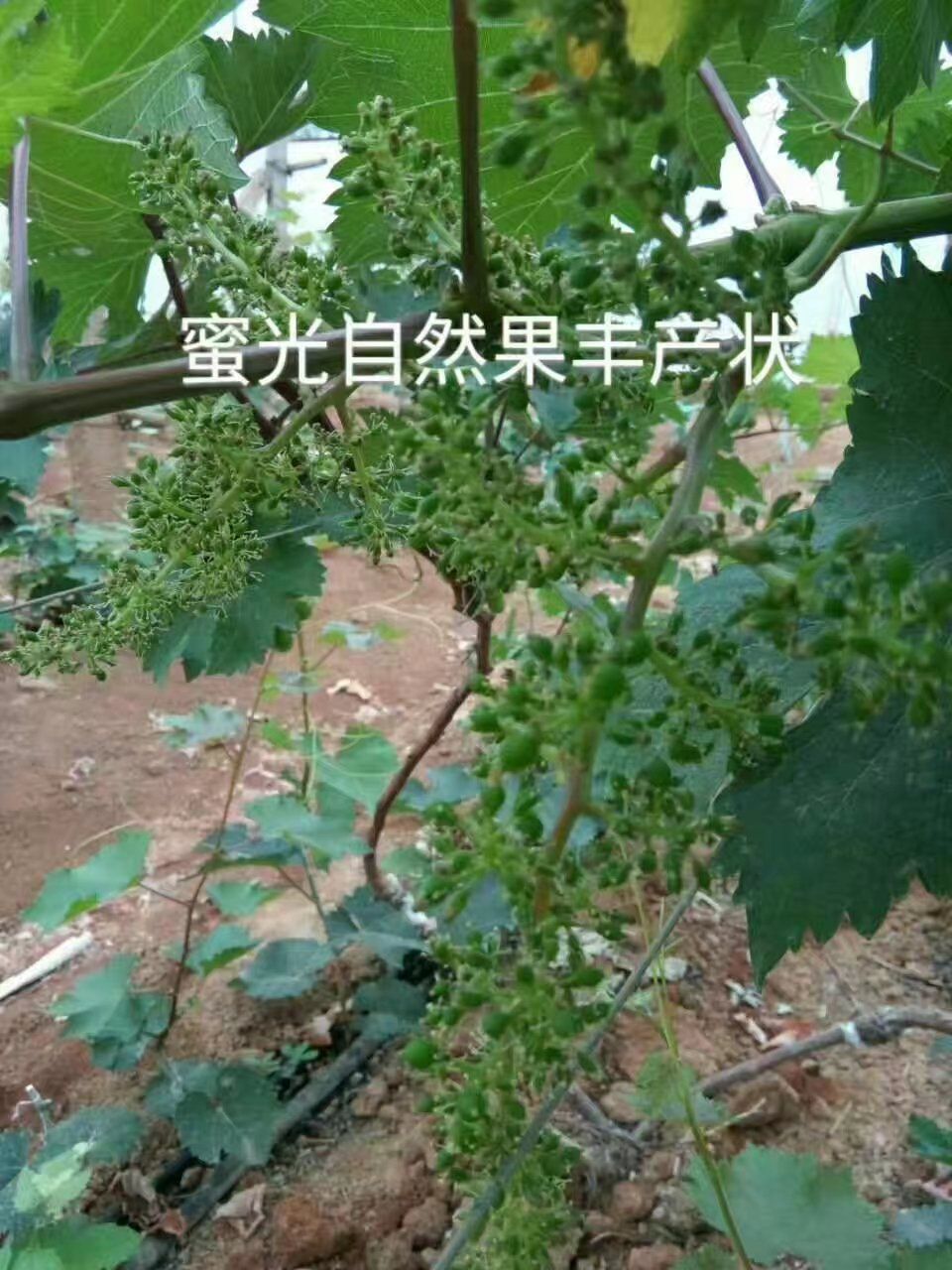 蜜光 