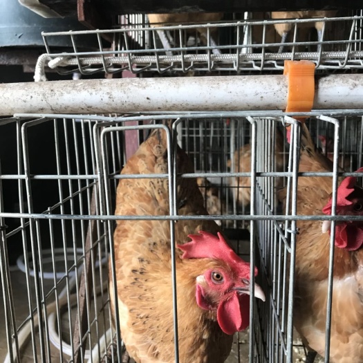 宁都县鸡粪 
