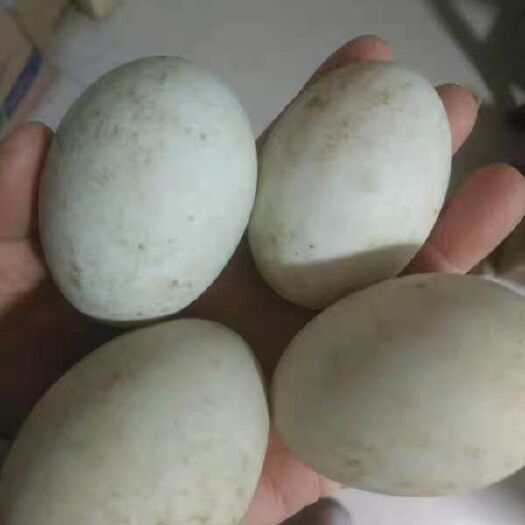 沂南县青皮鸭蛋 食用 散装 