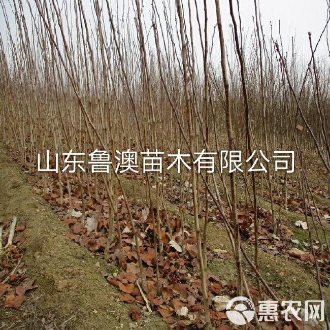 大金星山楂树苗   优质苗 放心苗 基地直供 现货发售