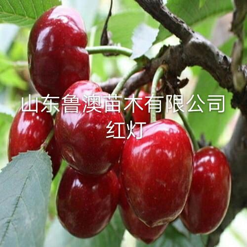 平邑县大红灯樱桃苗 放心苗优质苗
