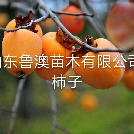 平邑县日本甜柿子苗  基地直供 优质苗 放心苗 现货发售
