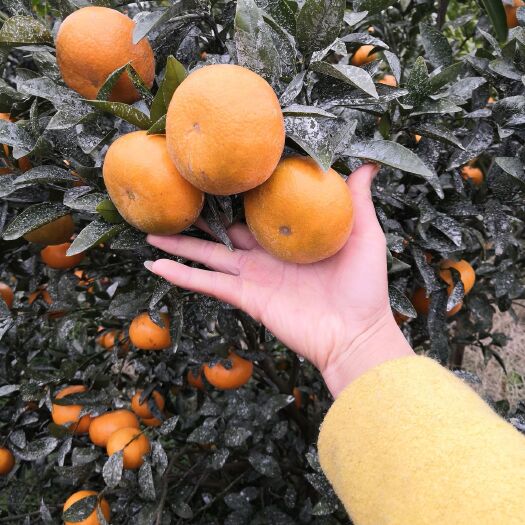 永福县茂谷柑 ＞8cm 4两以上 