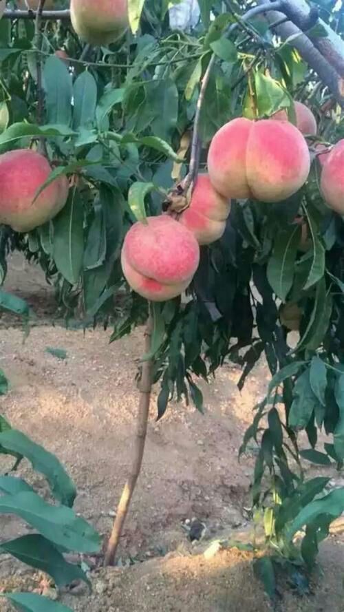 映霜红桃苗  沂蒙霜红桃树苗 优质放心苗