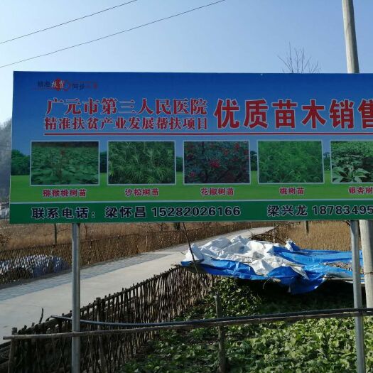 旺苍县 野生猕猴桃苗