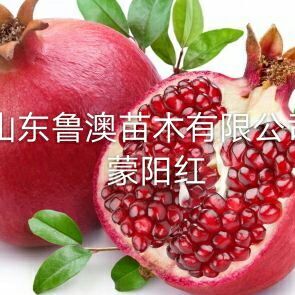 蒙阳红石榴苗  蒙阳红大果石榴树苗 优质苗放心苗