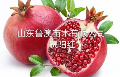 平邑县蒙阳红石榴苗  蒙阳红大果石榴树苗 优质苗放心苗