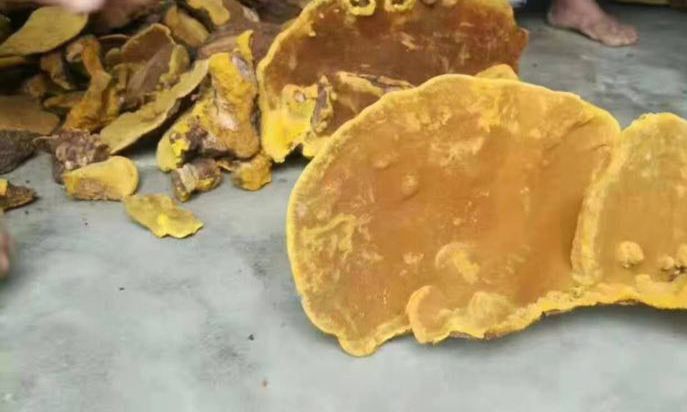 腾冲市桑黄  价格合适，可长期供货