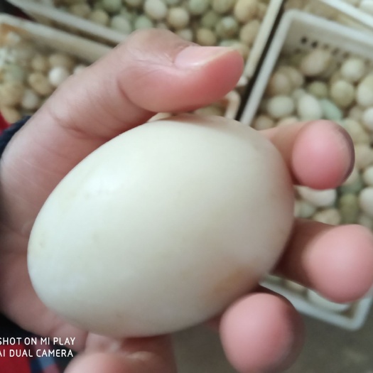 蕲春县麻鸭蛋 食用 散装 