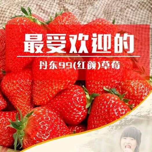 凤城市九九草莓 40克以上 