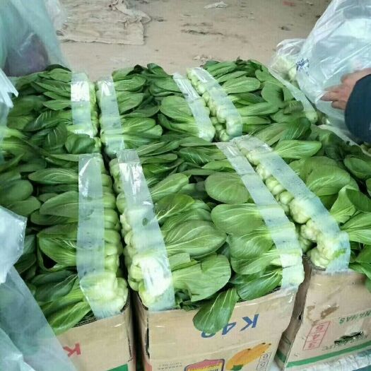 邯郸北方小油菜 1~2两 