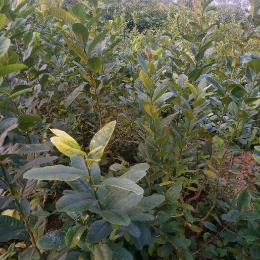 灵山县香水柠檬苗 