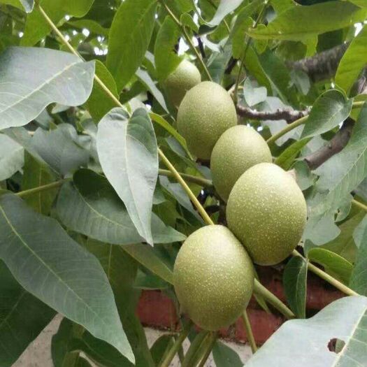 平邑县香玲核桃苗  香玲核桃树苗 优质放心苗