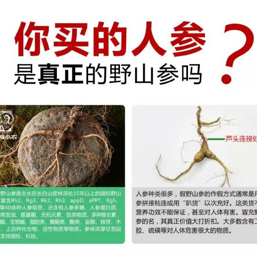 长白山人参  鲜参 深山老林自然生长