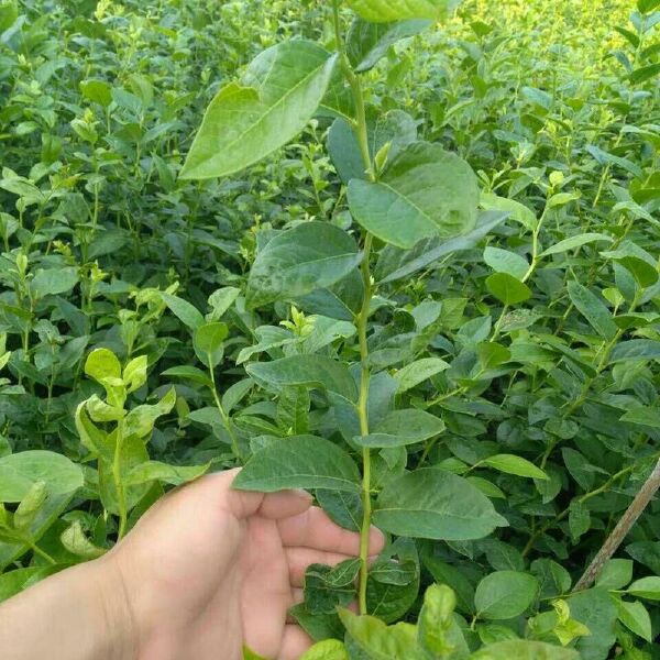 布莱登蓝莓苗  蓝莓苗 基地直供 优质苗 放心苗 现货发售 现挖现发