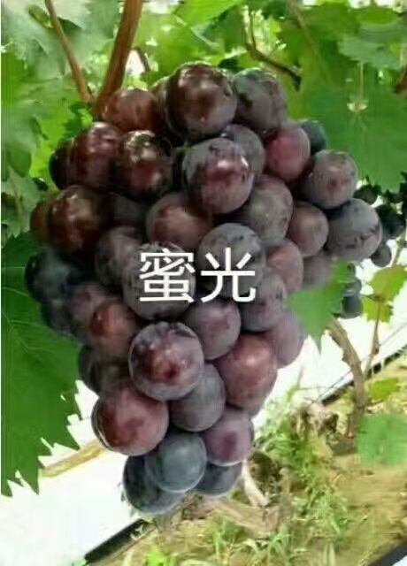 绥中县蜜光 