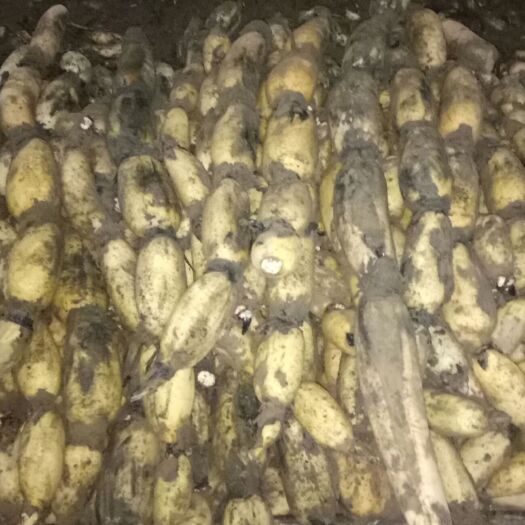 曹县山东省渮泽市曹县万亩荷蓎新莲藕大量上市，色白藕脆，质优价廉。