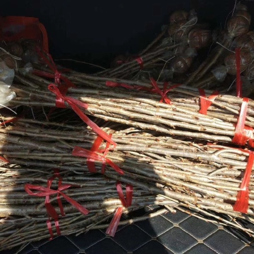 毕节玛瑙红樱桃树苗 