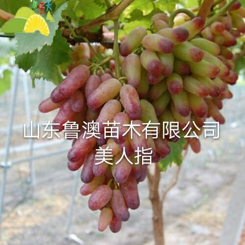 平邑县美人指葡萄苗  基地直供优质苗 放心苗 现货发售
