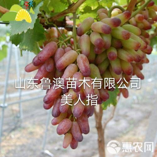 美人指葡萄苗  基地直供优质苗 放心苗 现货发售