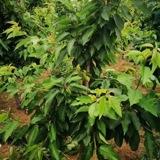 泰安俄罗斯8号樱桃苗 