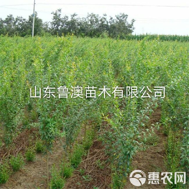 蒙阳红石榴苗  蒙阳红大果石榴树苗 优质苗放心苗