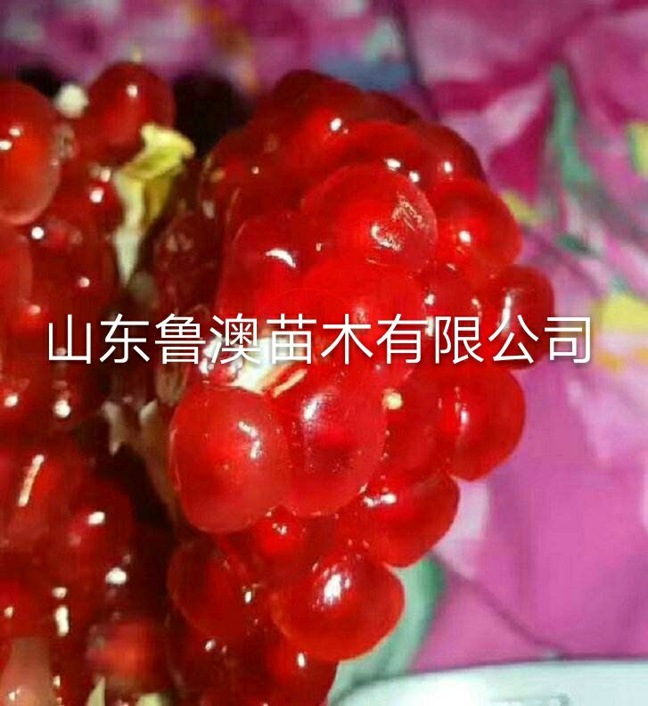 突尼斯软籽石榴树苗  放心苗优质苗