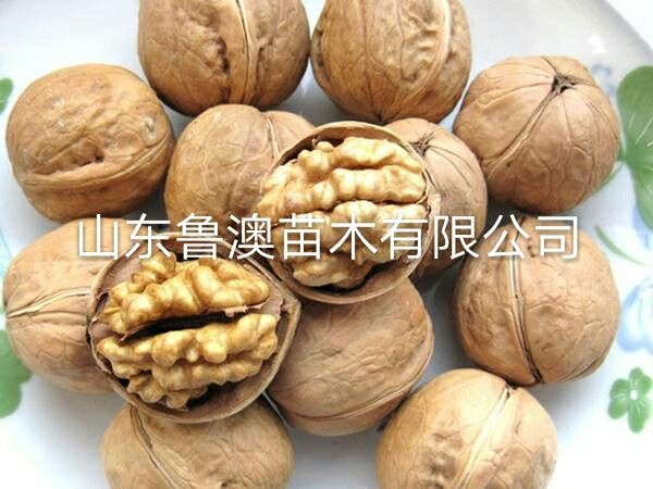 平邑县纸皮核桃苗  纸皮核桃树苗 优质品种 放心苗