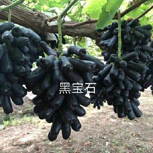 平邑县早黑宝葡萄苗  优质早黑葡萄苗