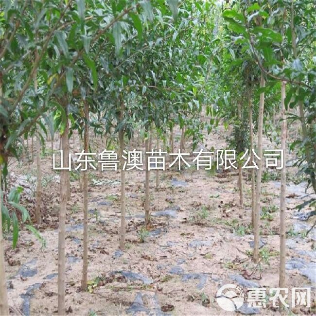 蒙阳红石榴苗  蒙阳红大果石榴树苗 优质苗放心苗