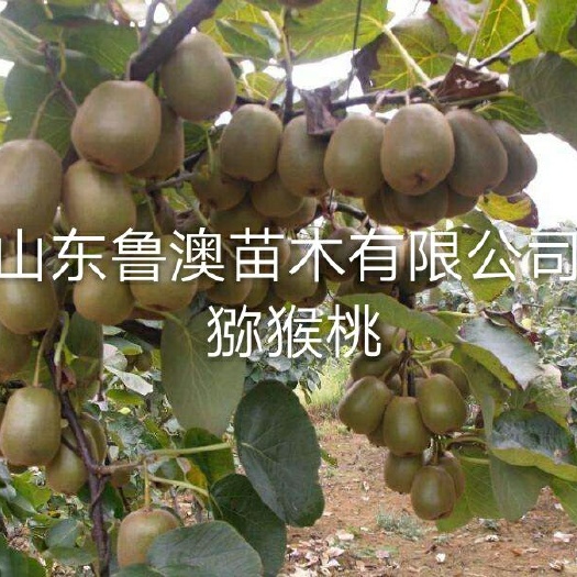 平邑县黄心猕猴桃苗  黄心猕猴桃树苗 基地直供 品种纯正 优质苗 放心苗