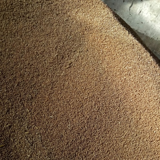 天津济麦22 