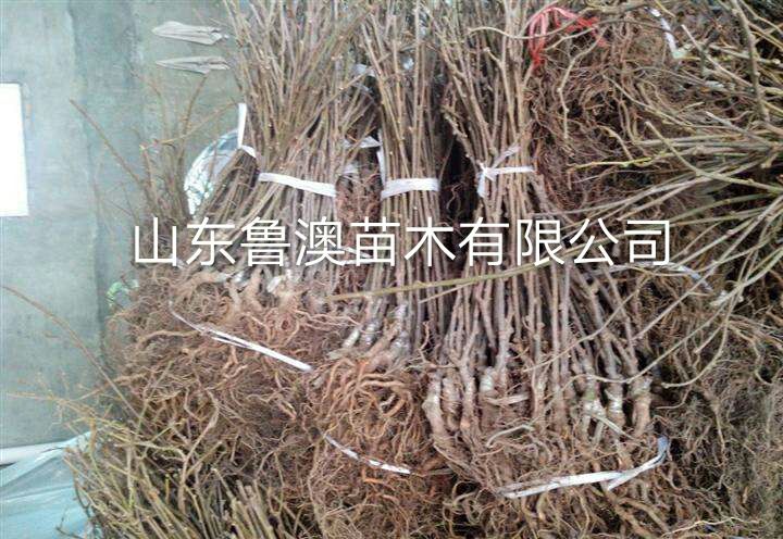 黄心猕猴桃苗  黄心猕猴桃树苗 基地直供 品种纯正 优质苗 放心苗