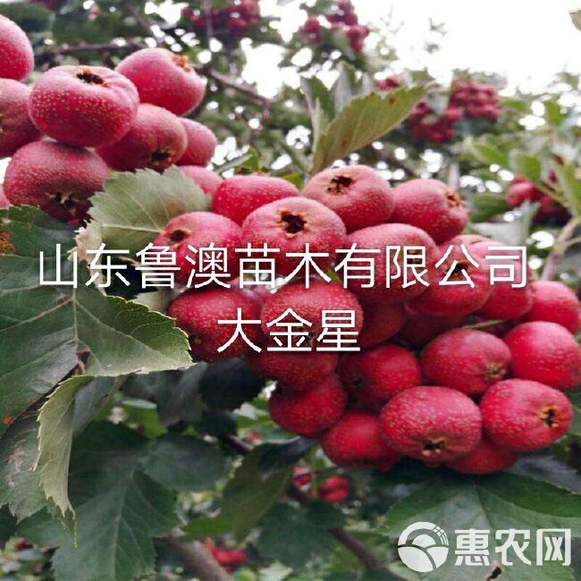 大金星山楂树苗   优质苗 放心苗 基地直供 现货发售