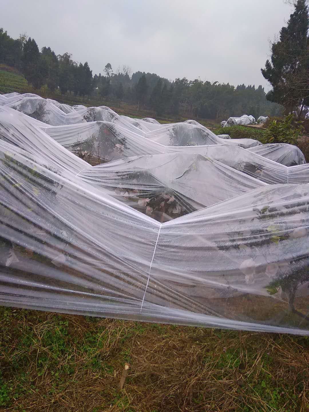 大雅柑，耙耙柑，青见