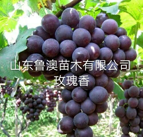 平邑县玫瑰香葡萄苗  基地直供 优质苗 放心苗 现货发售