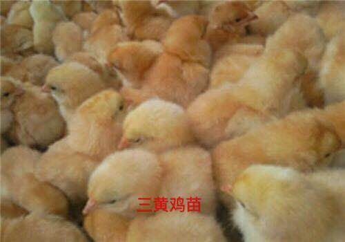 沭阳县三黄鸡苗 