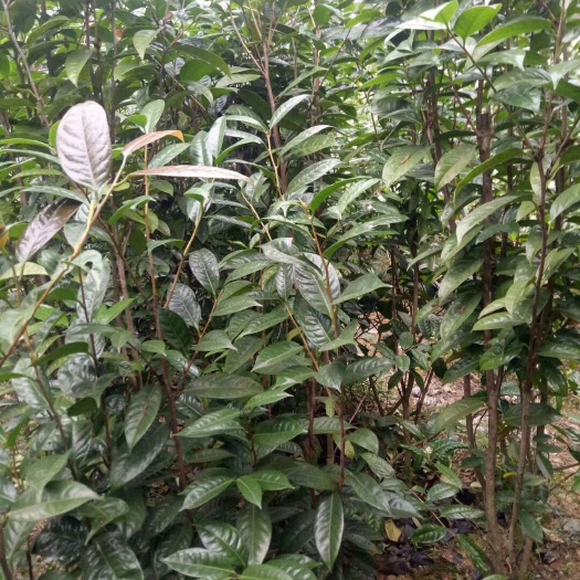 浦北縣金花茶 5cm以下 
