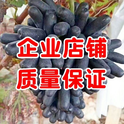 平邑县蓝宝石葡萄苗 