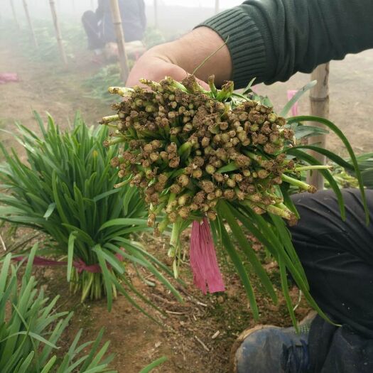 浚县大叶韭菜 头茬 30~35cm 