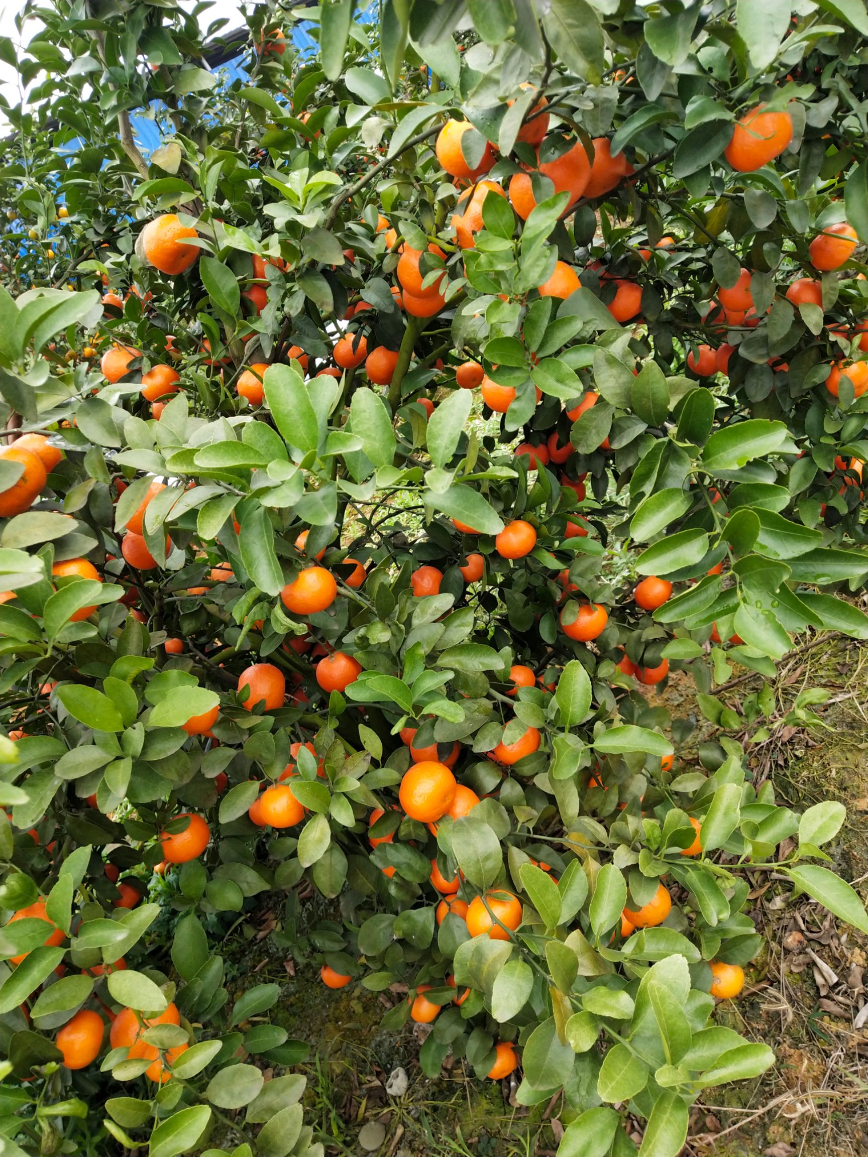 酸甜3.5 - 4cm柑桔