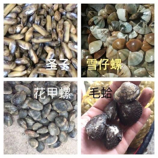 湛江花甲螺 人工养殖 30-50只/公斤 