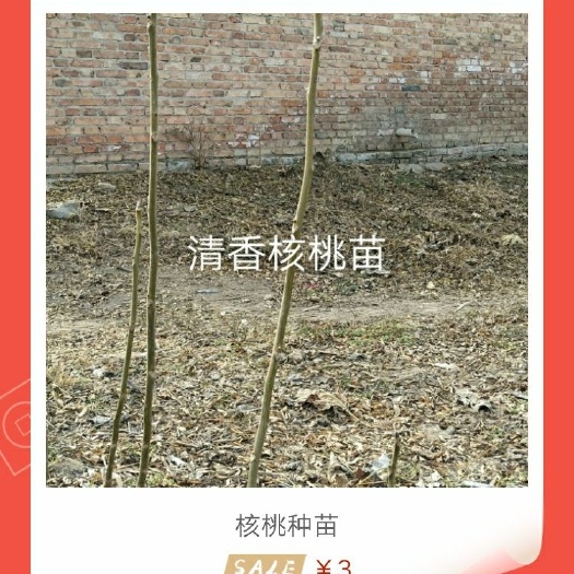 扶风县中林5号核桃苗 