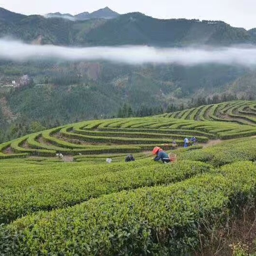 乐昌市白毛茶 特级 袋装 