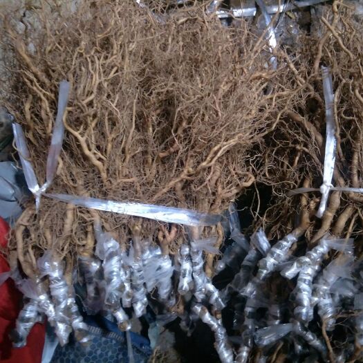 苍溪县红阳猕猴桃苗 白头苗现卖现接品种纯，品种不对包赔