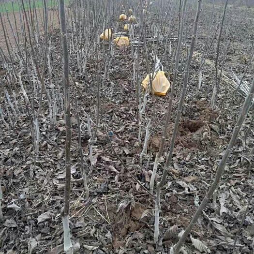 扶风县嫁接核桃苗 