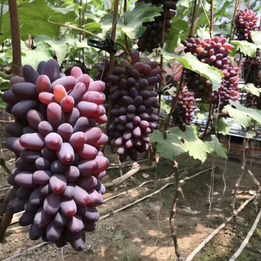 阜新县早夏无核葡萄苗 