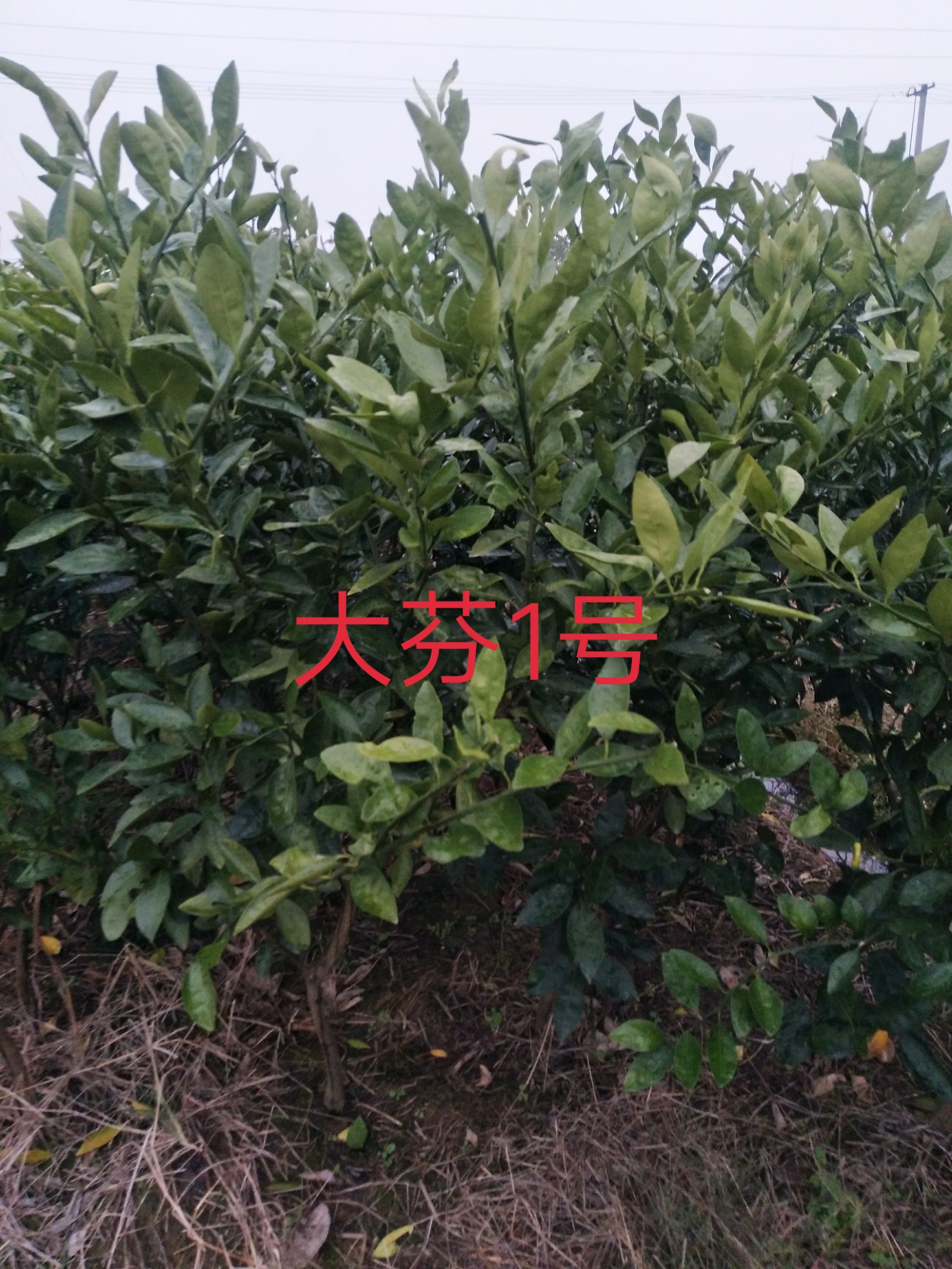 南烛叶树 :桔子树