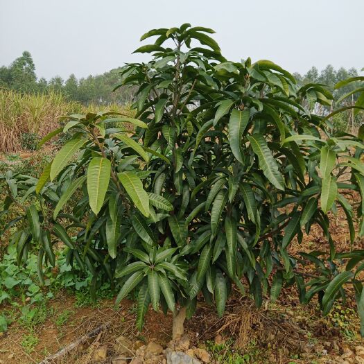 象州县鹰嘴芒果苗  造型树庭院绿化最理想