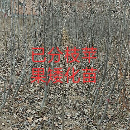 扶风县矮化红富士苹果苗 1~1.5米 